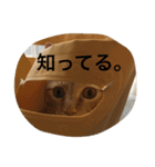 ネコのちーすけ（個別スタンプ：16）