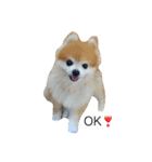 pomemaron  2（個別スタンプ：1）