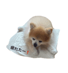 pomemaron  2（個別スタンプ：2）