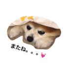 pomemaron  2（個別スタンプ：8）
