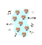 pomemaron  2（個別スタンプ：10）