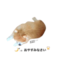 pomemaron  2（個別スタンプ：11）