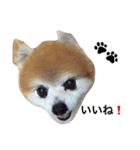 pomemaron  2（個別スタンプ：14）