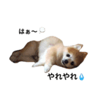 pomemaron  2（個別スタンプ：15）