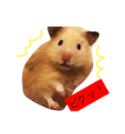 キンクマハムスターのさんぴん（個別スタンプ：1）