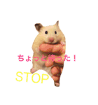 キンクマハムスターのさんぴん（個別スタンプ：3）