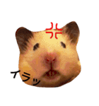 キンクマハムスターのさんぴん（個別スタンプ：5）