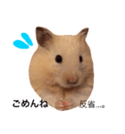 キンクマハムスターのさんぴん（個別スタンプ：6）
