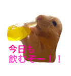 キンクマハムスターのさんぴん（個別スタンプ：8）