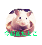 キンクマハムスターのさんぴん（個別スタンプ：11）