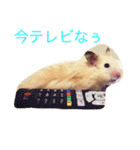 キンクマハムスターのさんぴん（個別スタンプ：12）