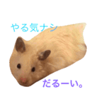 キンクマハムスターのさんぴん（個別スタンプ：13）