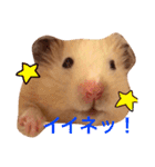 キンクマハムスターのさんぴん（個別スタンプ：14）