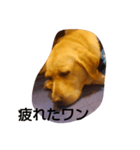 いぬ達（個別スタンプ：1）