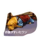 いぬ達（個別スタンプ：3）