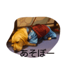 いぬ達（個別スタンプ：7）