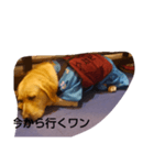 いぬ達（個別スタンプ：8）