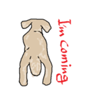 Toy Poodle named Apolln 2（個別スタンプ：4）