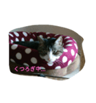 にゃん3人娘（個別スタンプ：3）