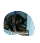 にゃん3人娘（個別スタンプ：5）