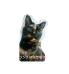 にゃん3人娘（個別スタンプ：6）