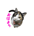 うちの猫が一番可愛い。（個別スタンプ：1）