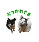 うちの猫が一番可愛い。（個別スタンプ：2）