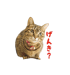 うちの猫が一番可愛い。（個別スタンプ：4）