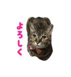 うちの猫が一番可愛い。（個別スタンプ：6）