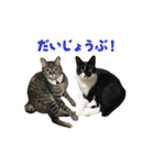 うちの猫が一番可愛い。（個別スタンプ：7）