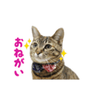 うちの猫が一番可愛い。（個別スタンプ：8）