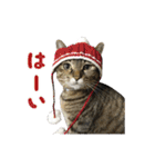 うちの猫が一番可愛い。（個別スタンプ：10）
