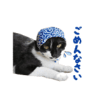 うちの猫が一番可愛い。（個別スタンプ：11）