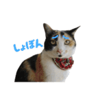 うちの猫が一番可愛い。（個別スタンプ：13）