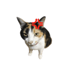 うちの猫が一番可愛い。（個別スタンプ：15）