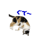 うちの猫が一番可愛い。（個別スタンプ：16）