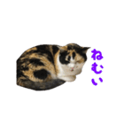 うちの猫が一番可愛い。（個別スタンプ：17）