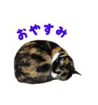 うちの猫が一番可愛い。（個別スタンプ：18）