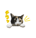 うちの猫が一番可愛い。（個別スタンプ：19）