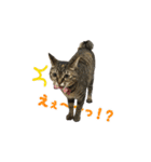 うちの猫が一番可愛い。（個別スタンプ：20）