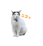 うちの猫が一番可愛い。（個別スタンプ：21）