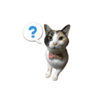 うちの猫が一番可愛い。（個別スタンプ：22）