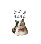 うちの猫が一番可愛い。（個別スタンプ：23）