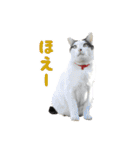 うちの猫が一番可愛い。（個別スタンプ：24）