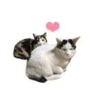 うちの猫が一番可愛い。（個別スタンプ：25）