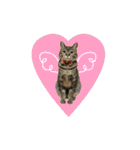 うちの猫が一番可愛い。（個別スタンプ：28）