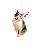 うちの猫が一番可愛い。（個別スタンプ：29）