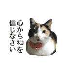 うちの猫が一番可愛い。（個別スタンプ：30）