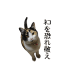 うちの猫が一番可愛い。（個別スタンプ：31）