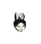 うちの猫が一番可愛い。（個別スタンプ：36）